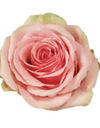 Geraldine Roses