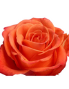 Orange Crush Rose