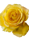 Bikini Yellow Rose